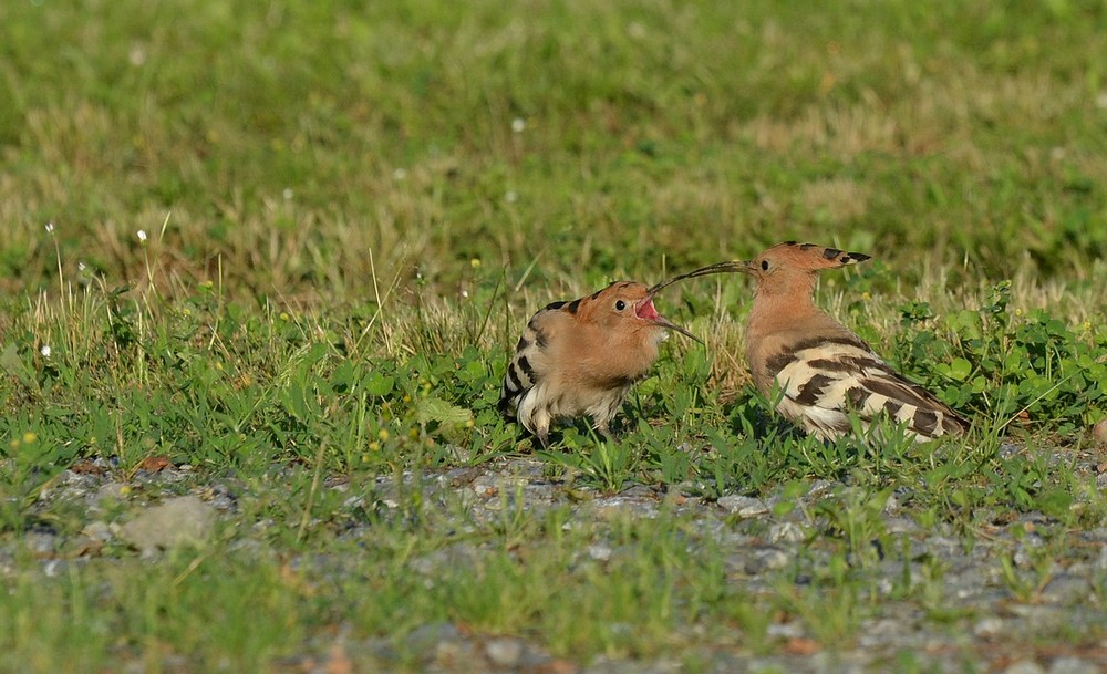 DSC_6780.JPG