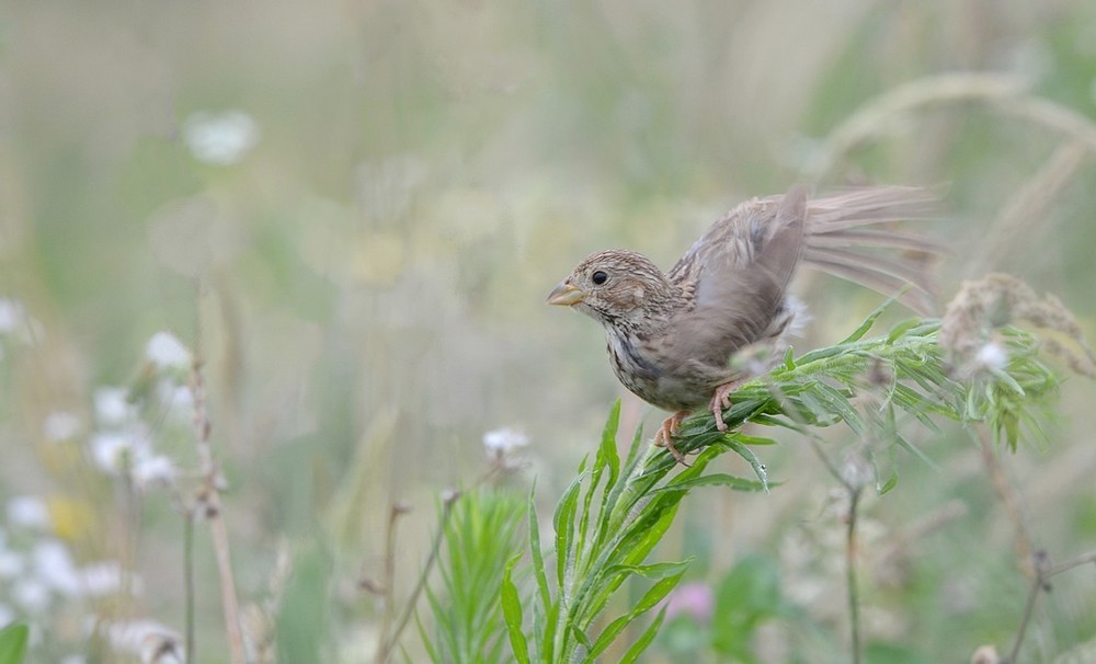 DSC_7341a.JPG