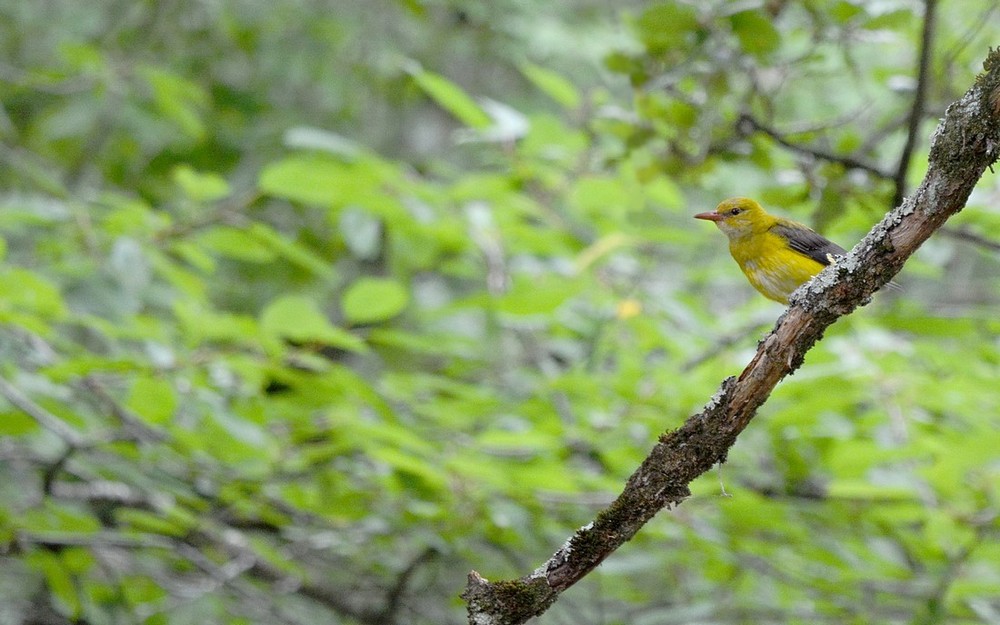 DSC_7554a.JPG