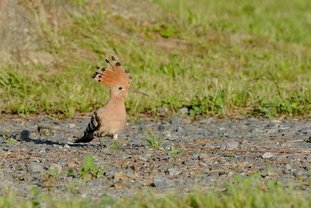 DSC_6840.JPG