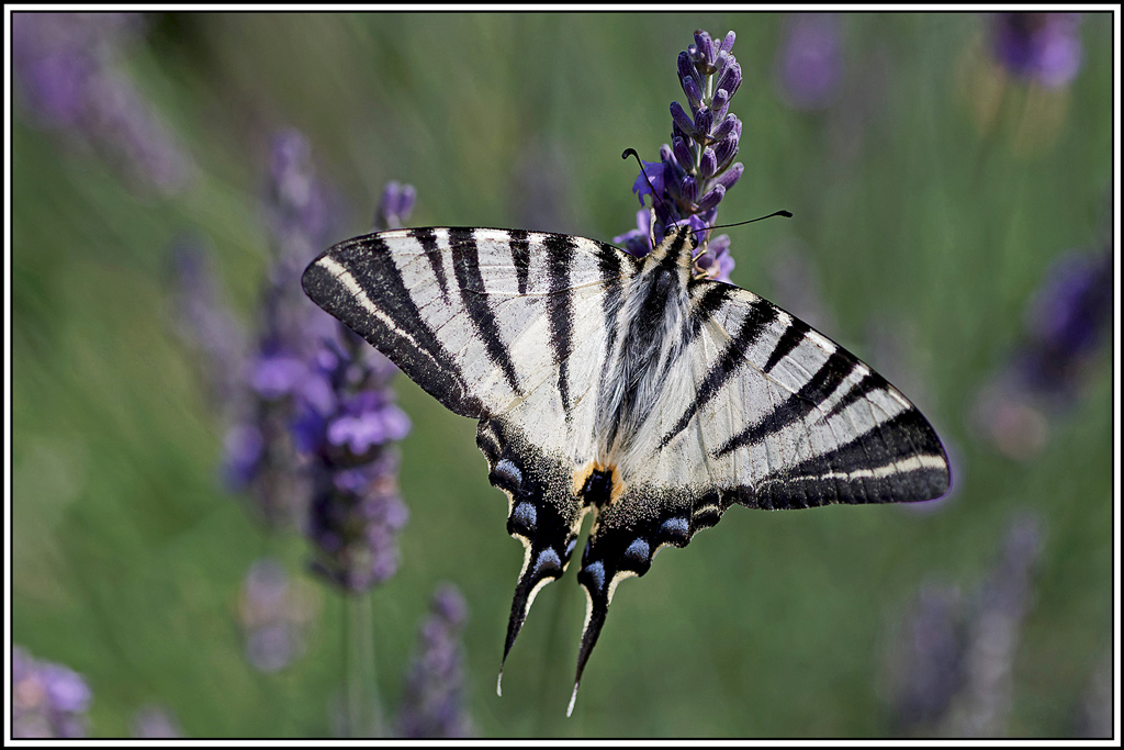 Flambé(Iphiclides_podalirius)(13).jpg