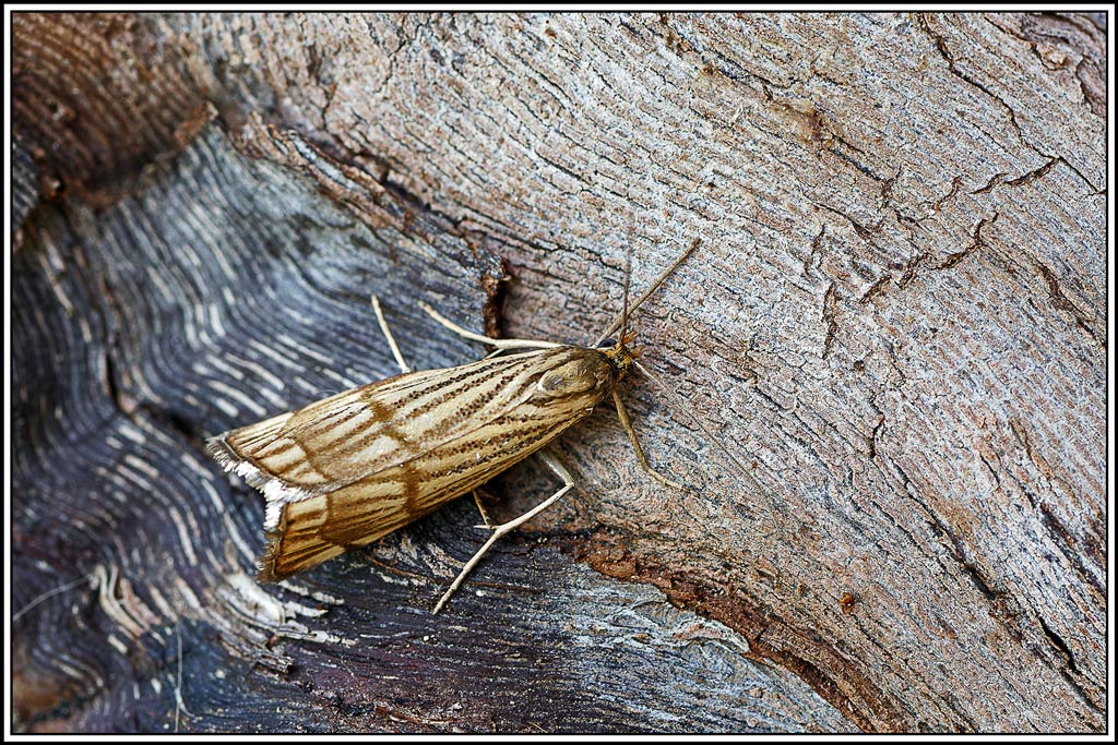 Crambus_mordoré(Chrysocrambus_linetella)(12).jpg