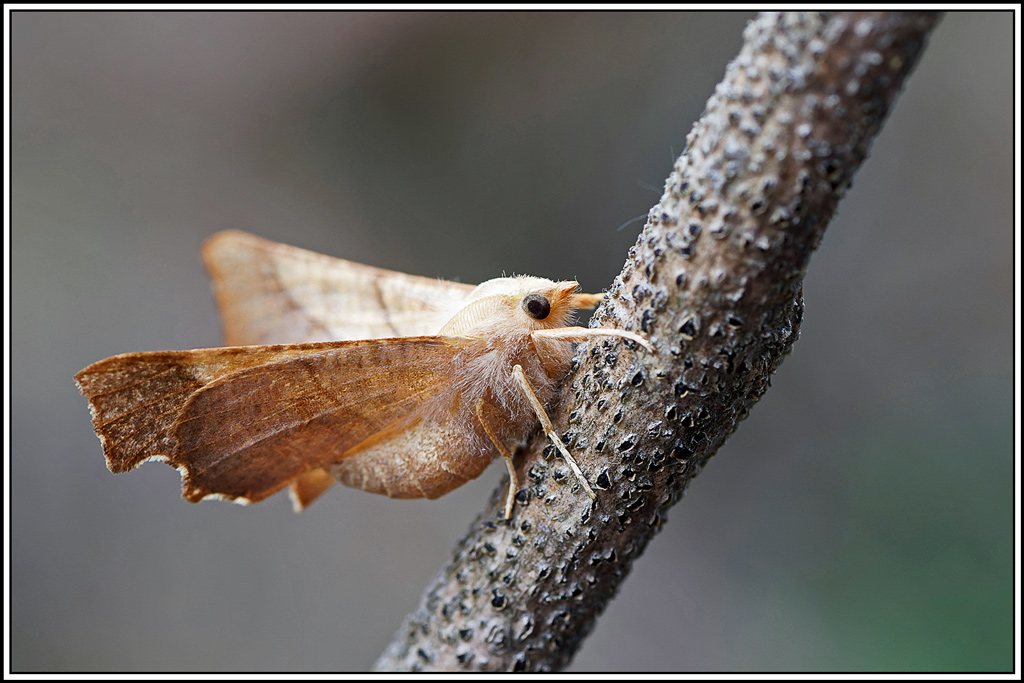 Ennomos_du_frêne(Ennomos_fuscantaria)(4).jpg