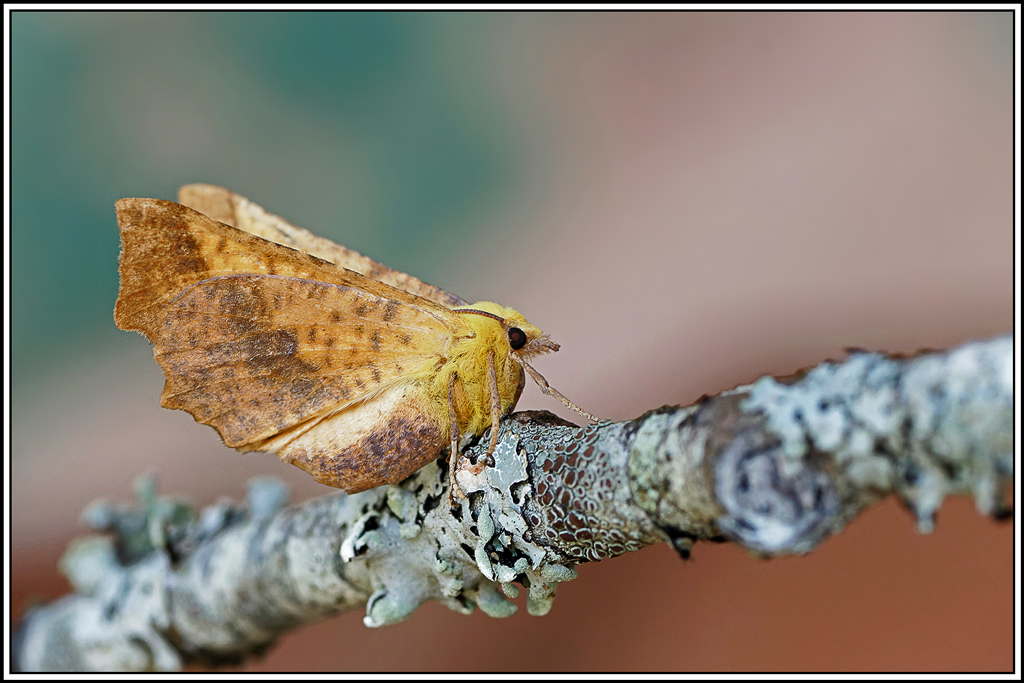 Ennomos_du_tilleul(Ennomos_alniaria)(17).jpg
