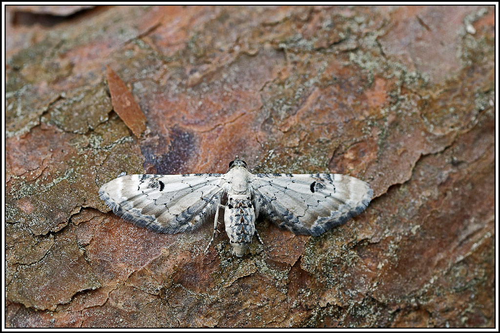 Eupithécie_des_centaurées(Eupithecia_centaureata)(1).jpg