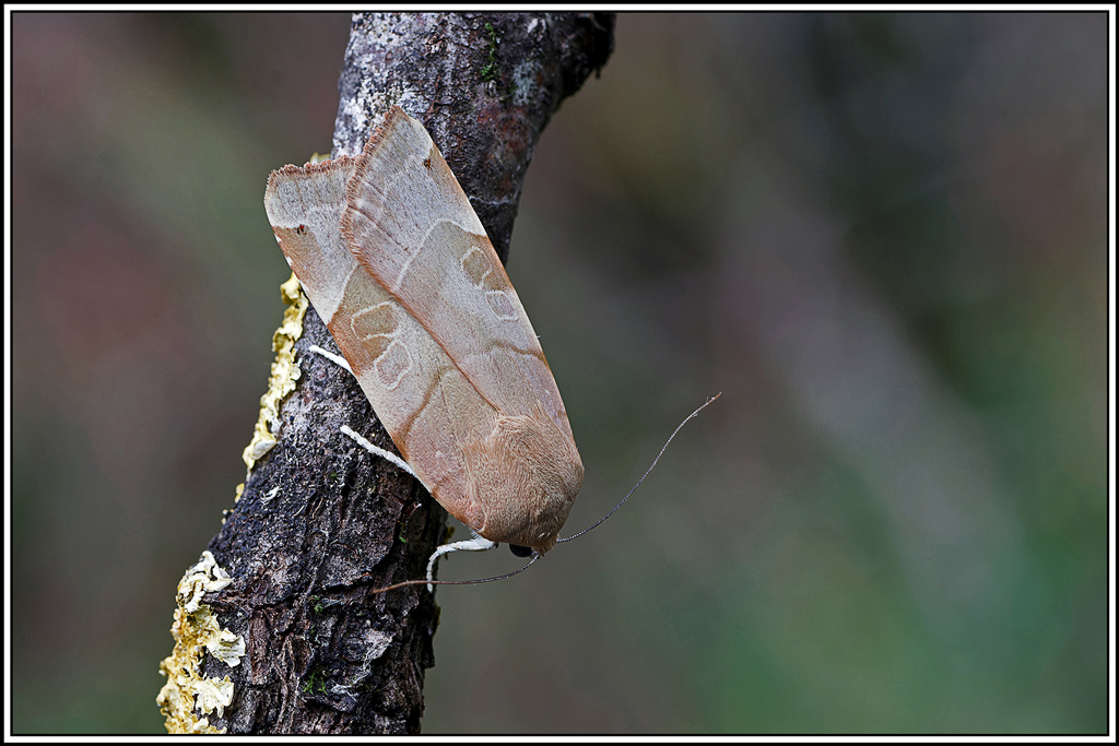 Frangée(Noctua_fimbriata_tirrenica)(4).jpg