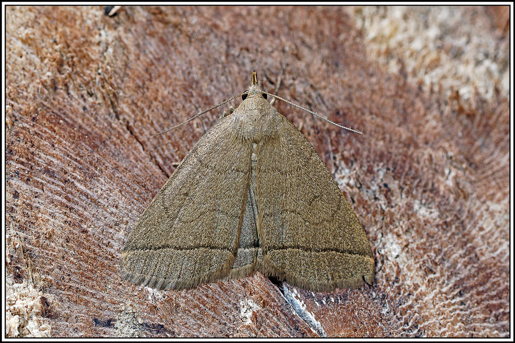 Herminie_de_la_ronce(Herminia_tarsicrinalis)(2).jpg