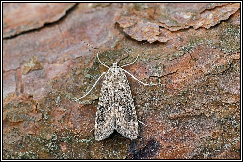 Hydrocampe_de_la_stratiote(Parapoynx_stratoria)(1).jpg