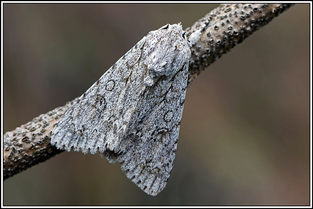 Noctuelle_de_l'érable(Acronicta_aceris)(2).jpg