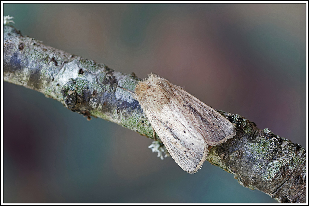 Noctuelle_du_roseau(Rhizedra_lutosa)(2).jpg
