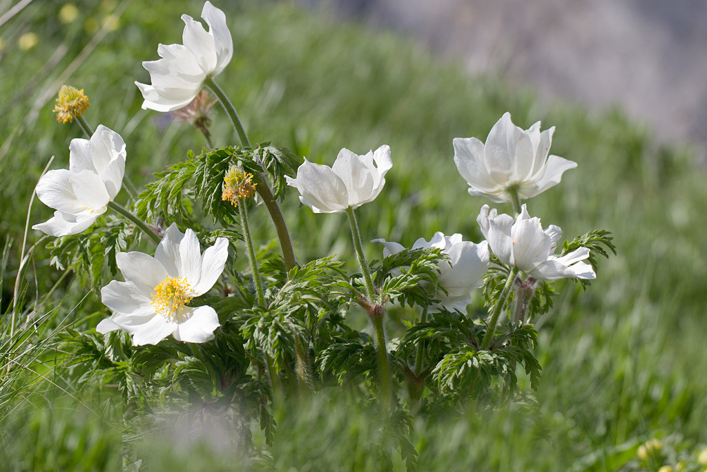 61- Anemone alpina - Pulsatile des Alpes.jpg
