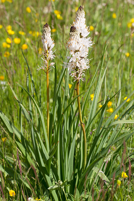 62 - Alphodelus albus - Asphodèle blanc.jpg