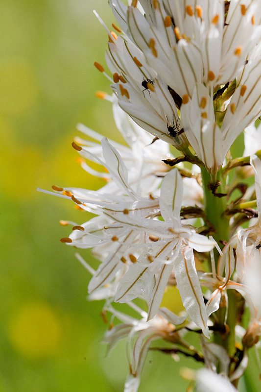 63 - Alphodelus albus - Asphodèle blanc détail.jpg