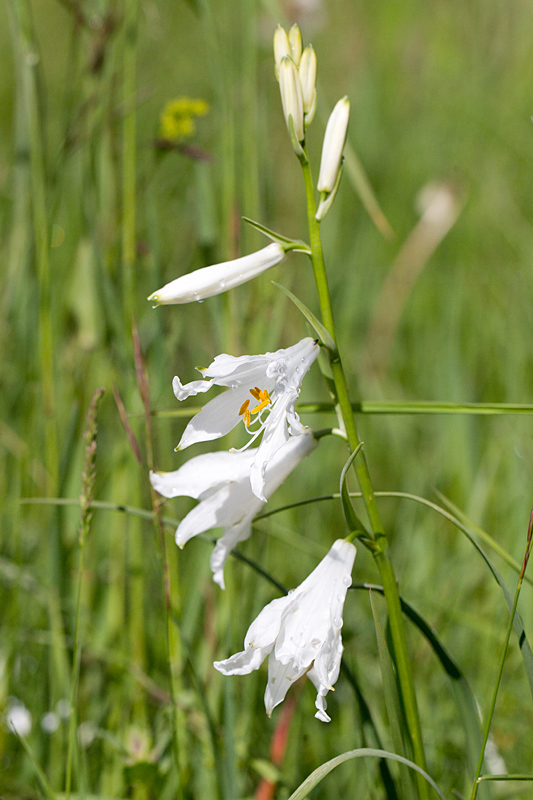 64 - Paradisea liliastrum - lis de Sainrt Bruno.jpg