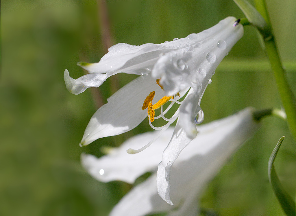65 - Paradisea liliastrum - lis de Sainrt Bruno détail.jpg
