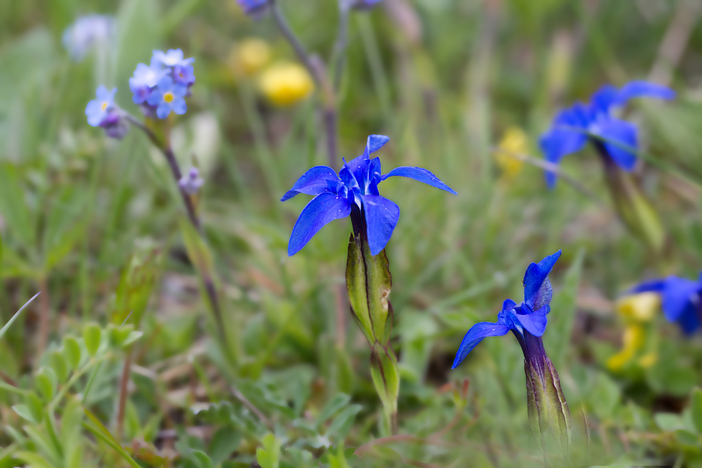 66 - Gentiana verna -gentiane printanière.jpg