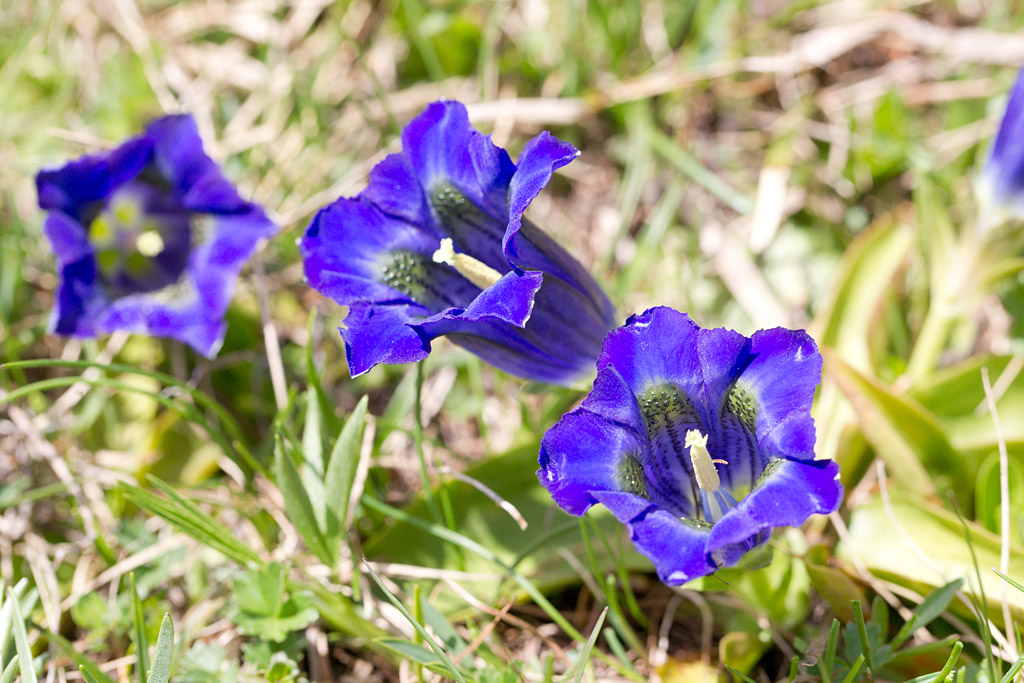 67- Getiana acaulis - gentiane acaule.jpg