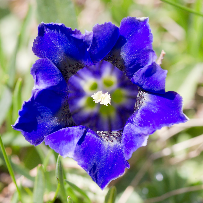 68 - Getiana acaulis - gentiane acaule détail.jpg