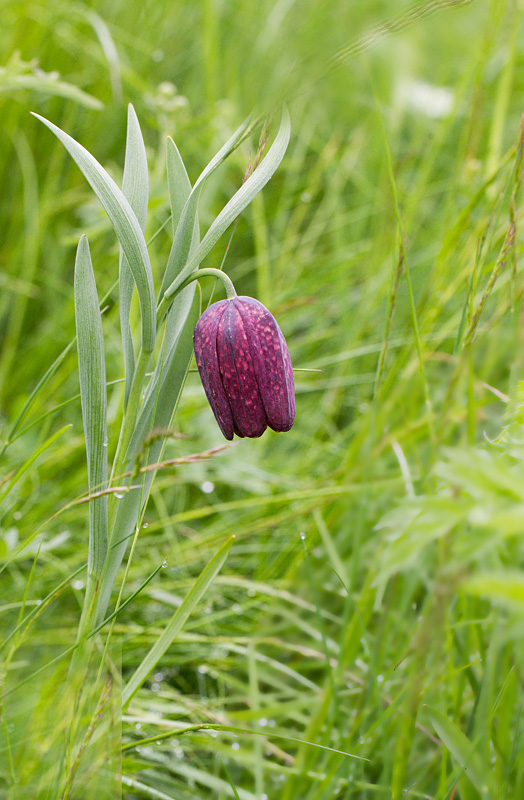 69 - Fritilaria tubiformis -  fritillaire du Dauphiné.jpg