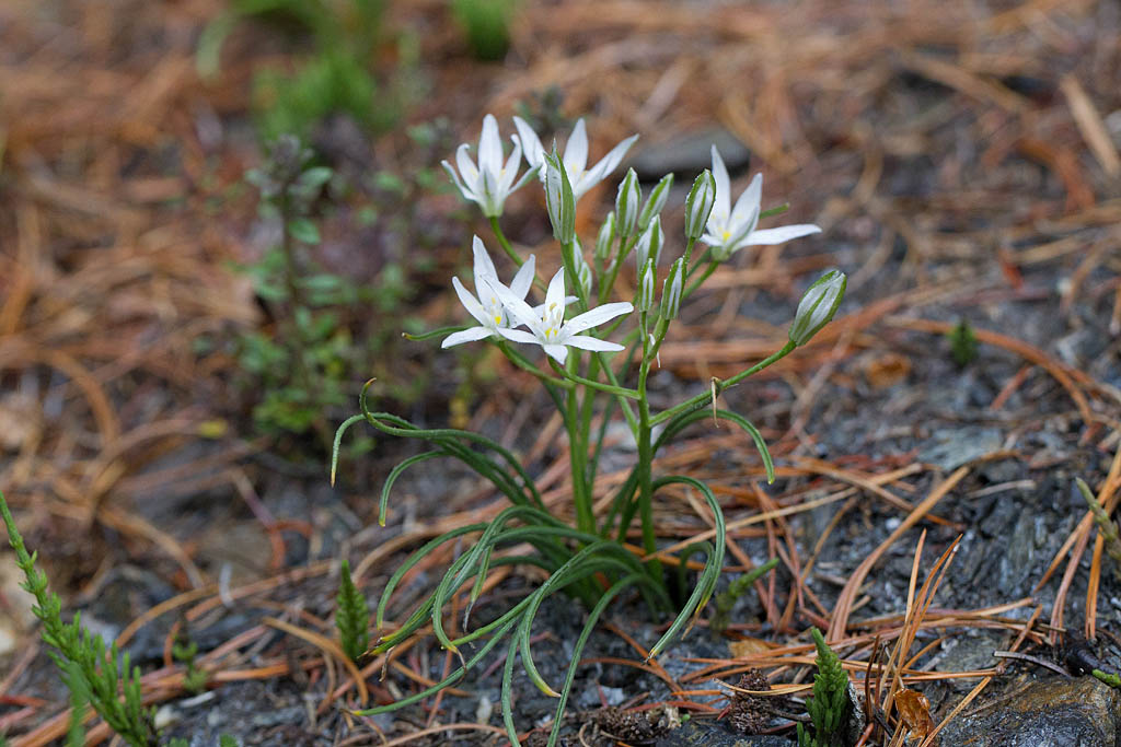 70 -Ornthogale umbellatum -  ornithogale à feuilles étroites..jpg