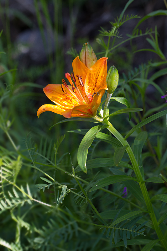 72 - Lilium bulbiferum -  lis orangé.jpg