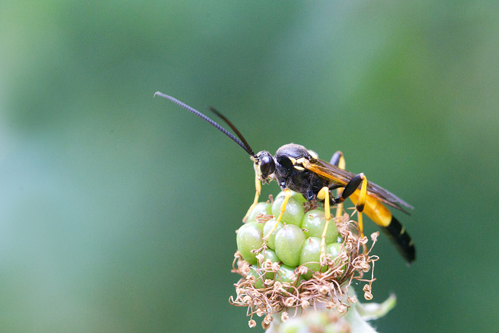 Amblyteles armatorius 2.jpg