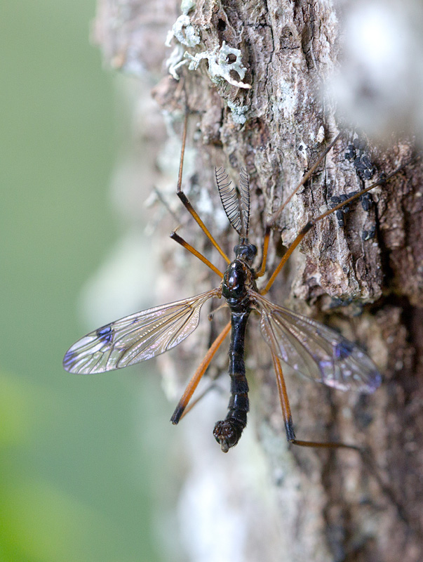 Dictenidia maculata mâle.jpg