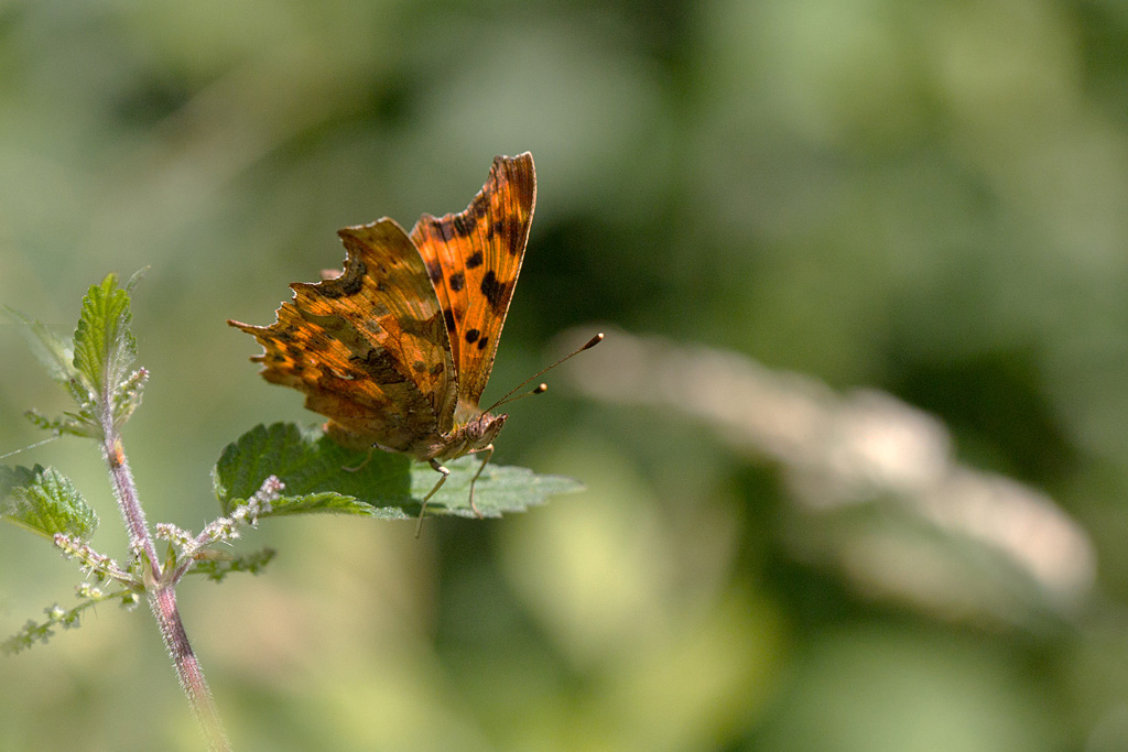 Le Robert le diable - Polygonia c-album 5.jpg