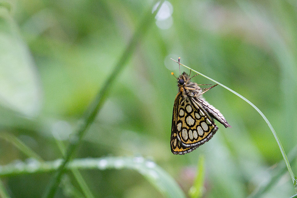 Le Miroir - Heteropterus morpheus.jpg
