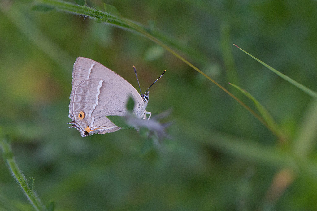 Quercussia quercu -  La Thécla du Chêne 1.jpg