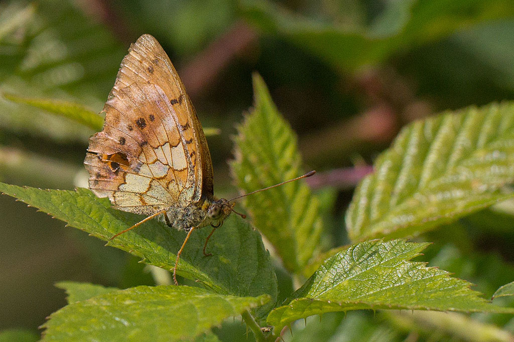 Brenthis daphne - Le Nacré de la Ronce 3.jpg