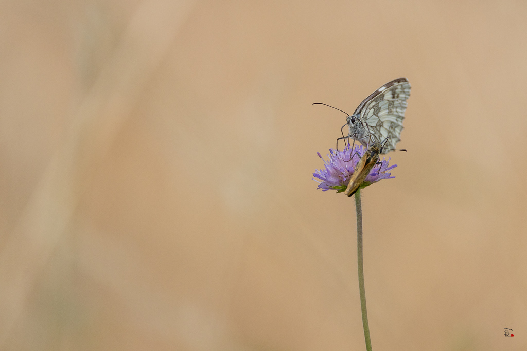 Demi-deuil (Melanargia galathea)-108.jpg
