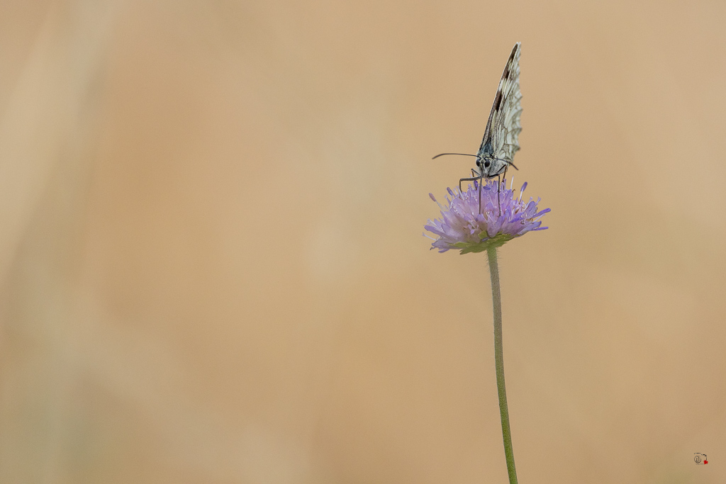 Demi-deuil (Melanargia galathea)-109.jpg