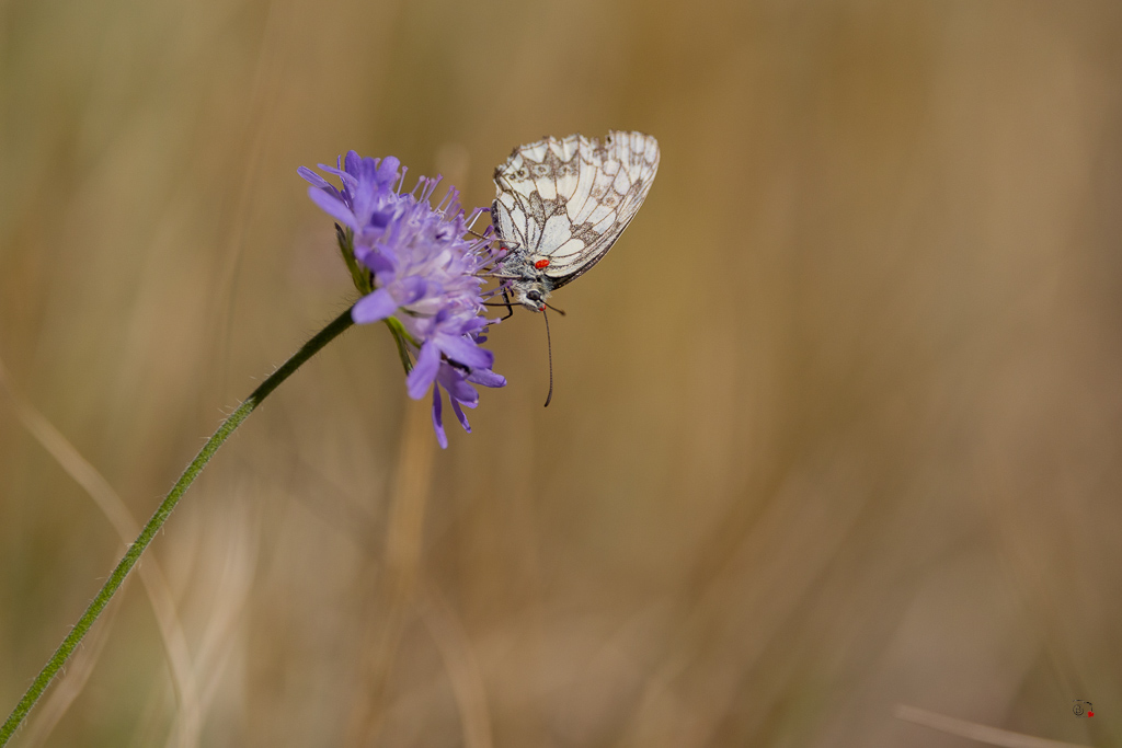Demi-deuil (Melanargia galathea)-113.jpg