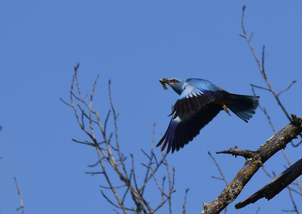 DSC_4342.JPG