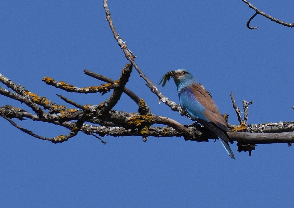 rollier_12912rollier_12127DSC_4345.JPG