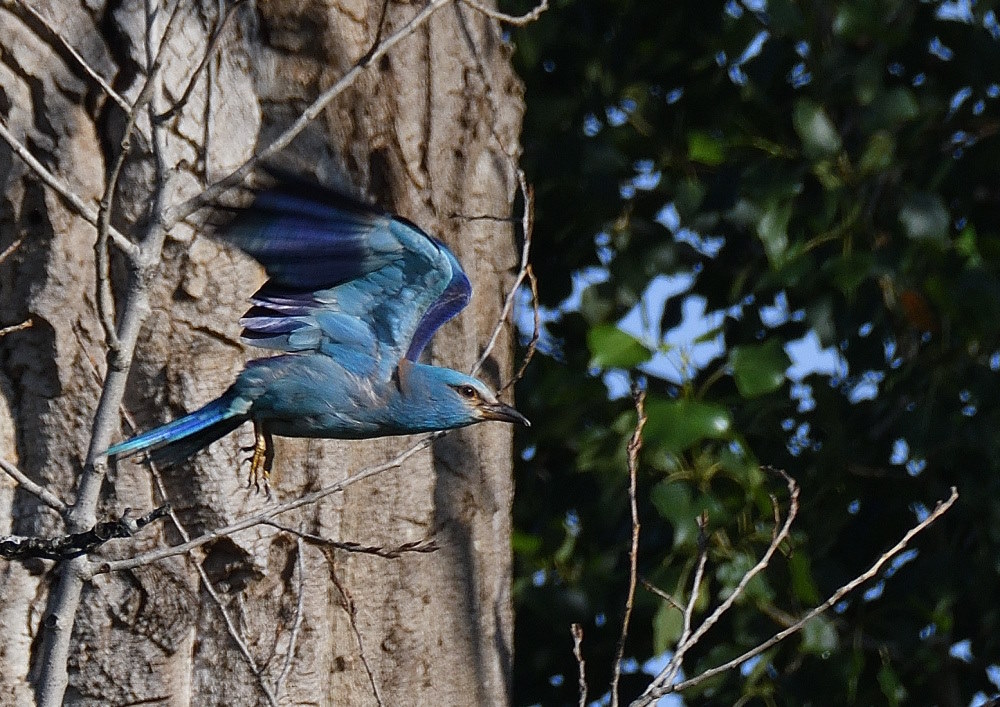 DSC_4615.JPG