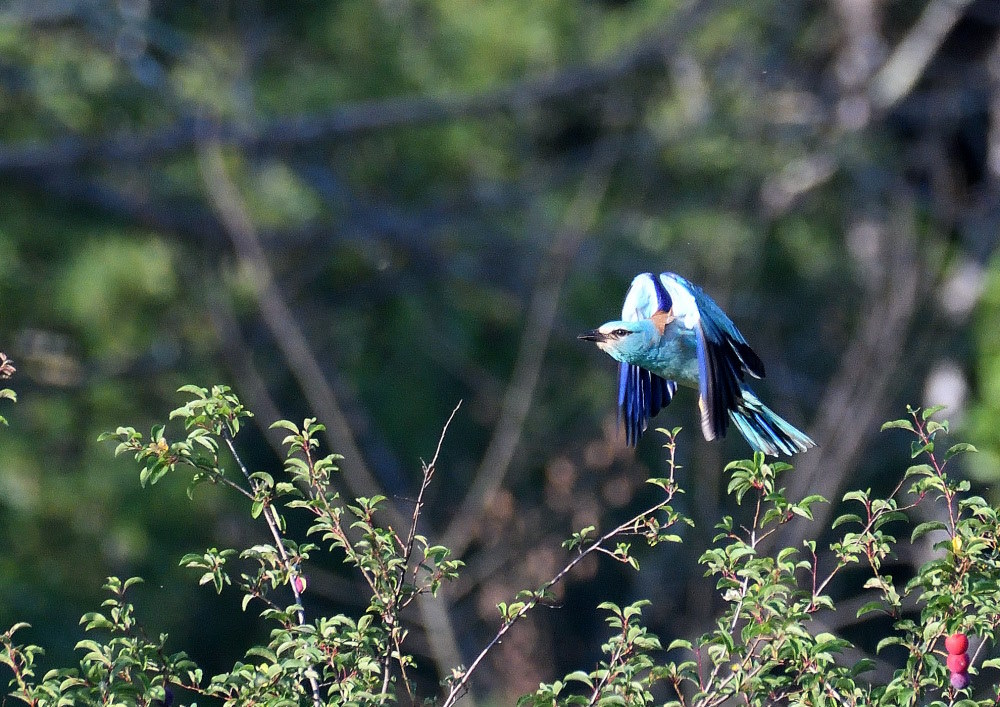 DSC_5128.JPG