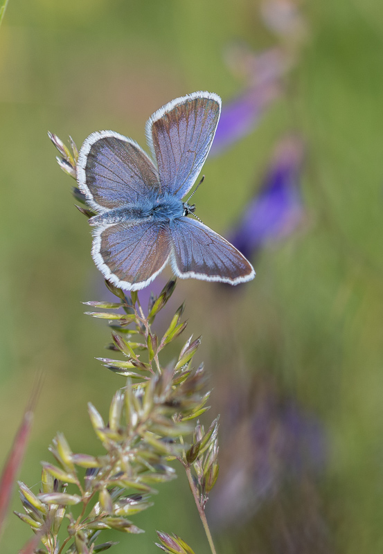 Papillon Azuré -6- (1).jpg