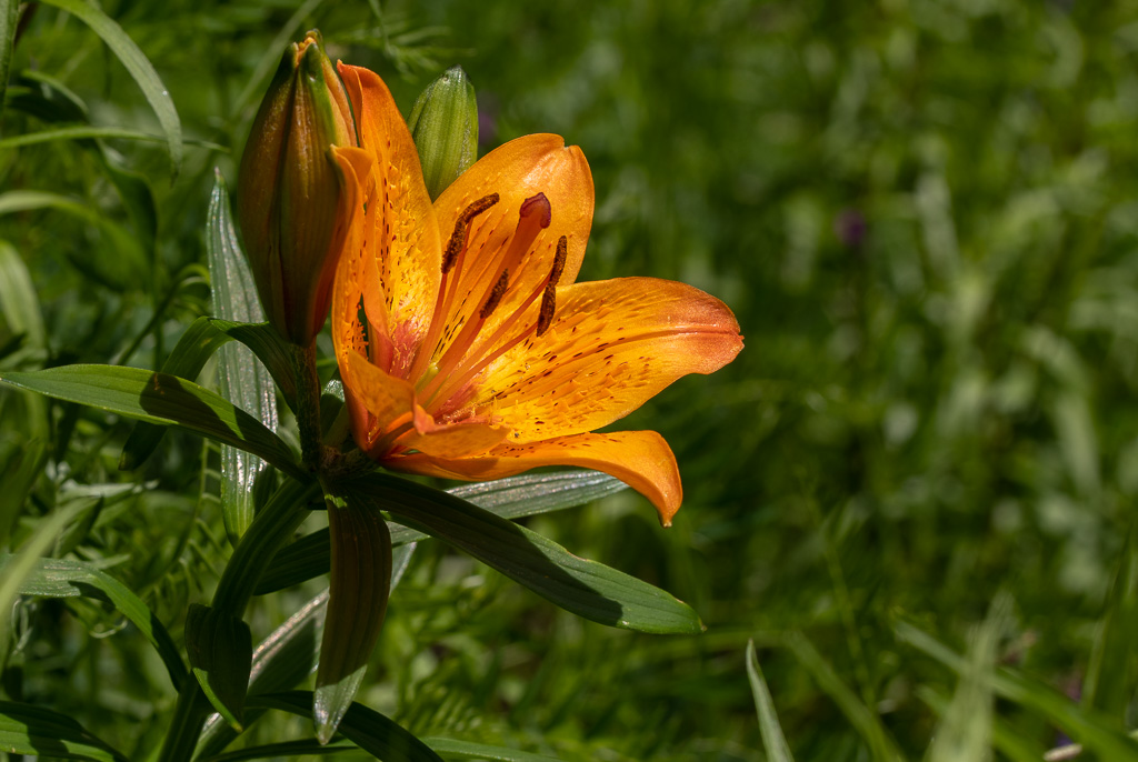 Lys des montagnes.jpg