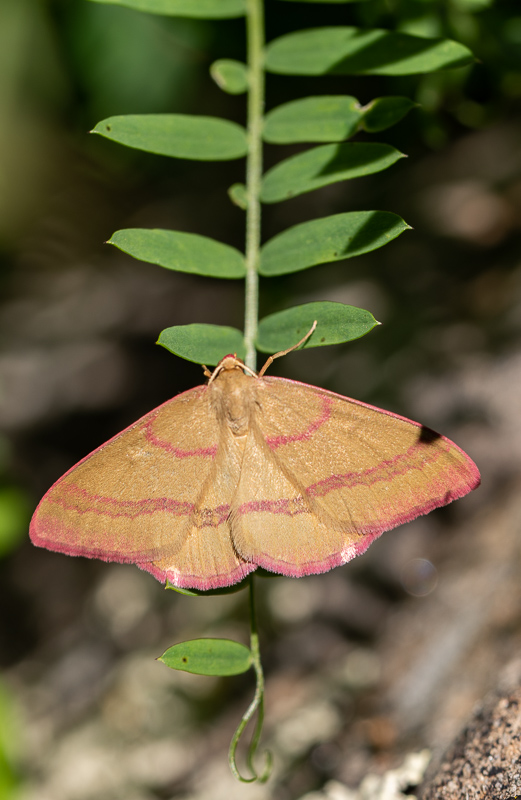 Papillon Phalène Calabraise (3).jpg