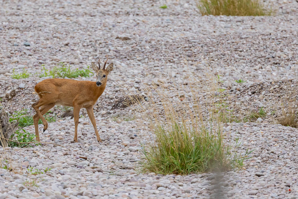 Chevreuil d'Europe (Capreolus capreolus)-885.jpg
