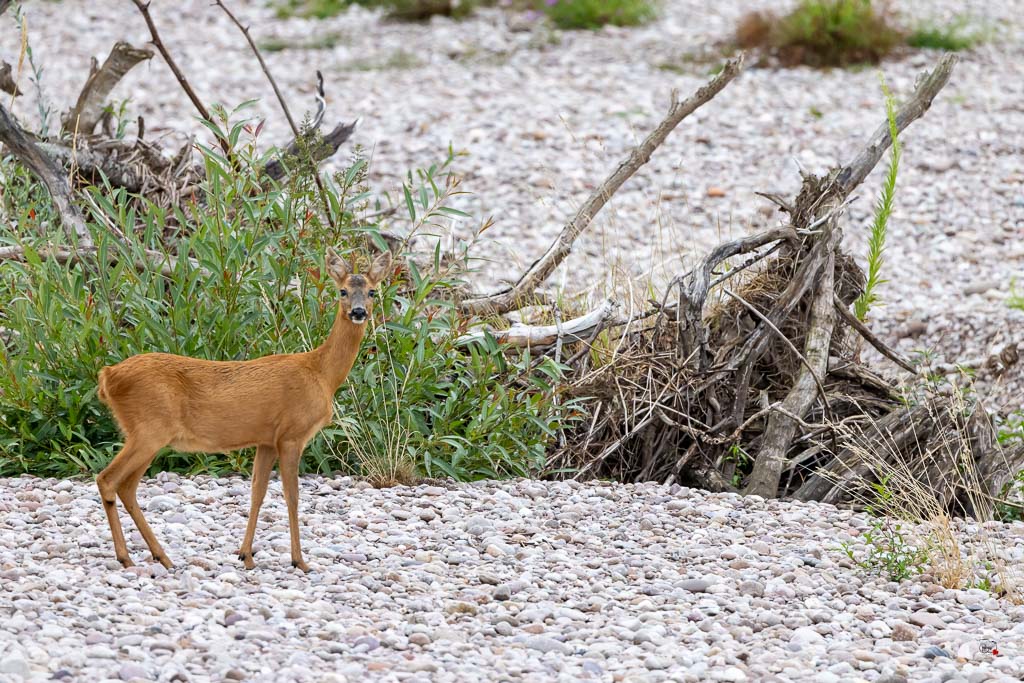 Chevreuil d'Europe (Capreolus capreolus)-889.jpg
