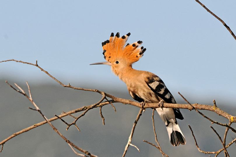 DSC_1513.JPG
