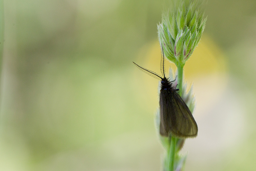 91 - Heterogynis penella 1.jpg