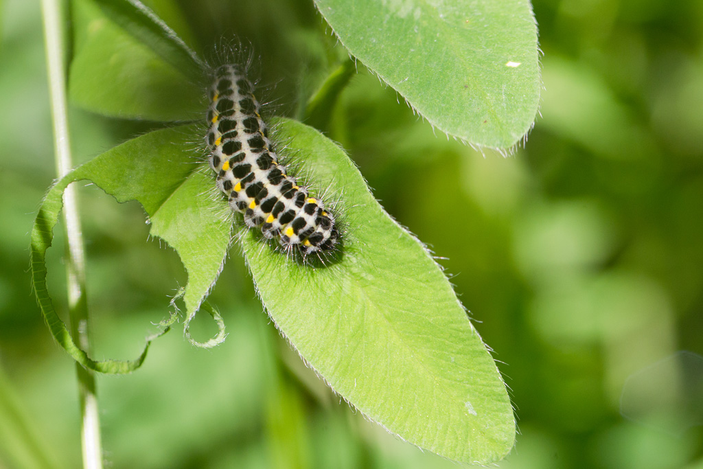 90 - Zygaena lonicerae -  la Zygène du chèvrefeuille chenille.jpg