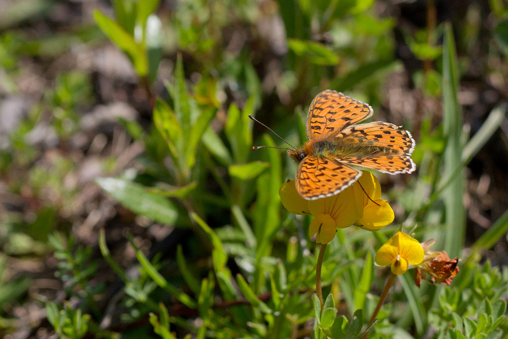 97- Boloria euphrosyne - Le Grand Collier argenté.jpg