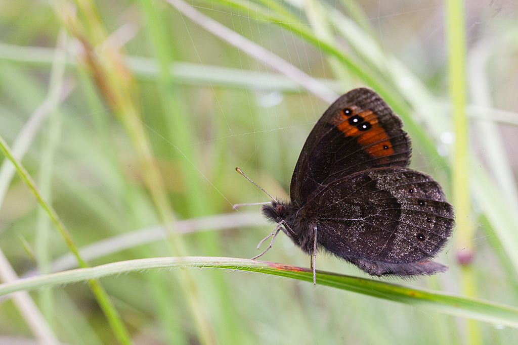 105 - Erebia triarius  - Le Moiré printanier 1.jpg