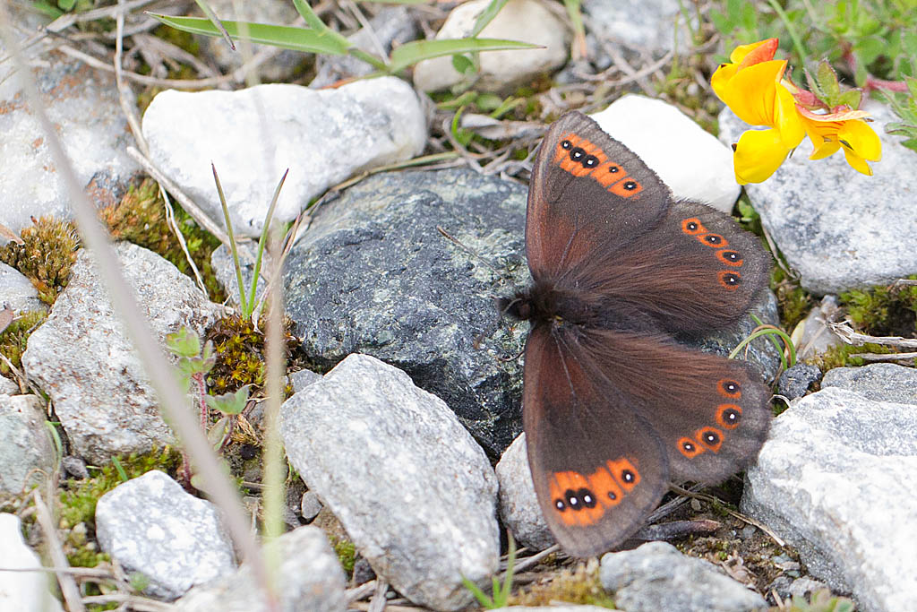 106 - Erebia triarius  - Le Moiré printanier 3.jpg