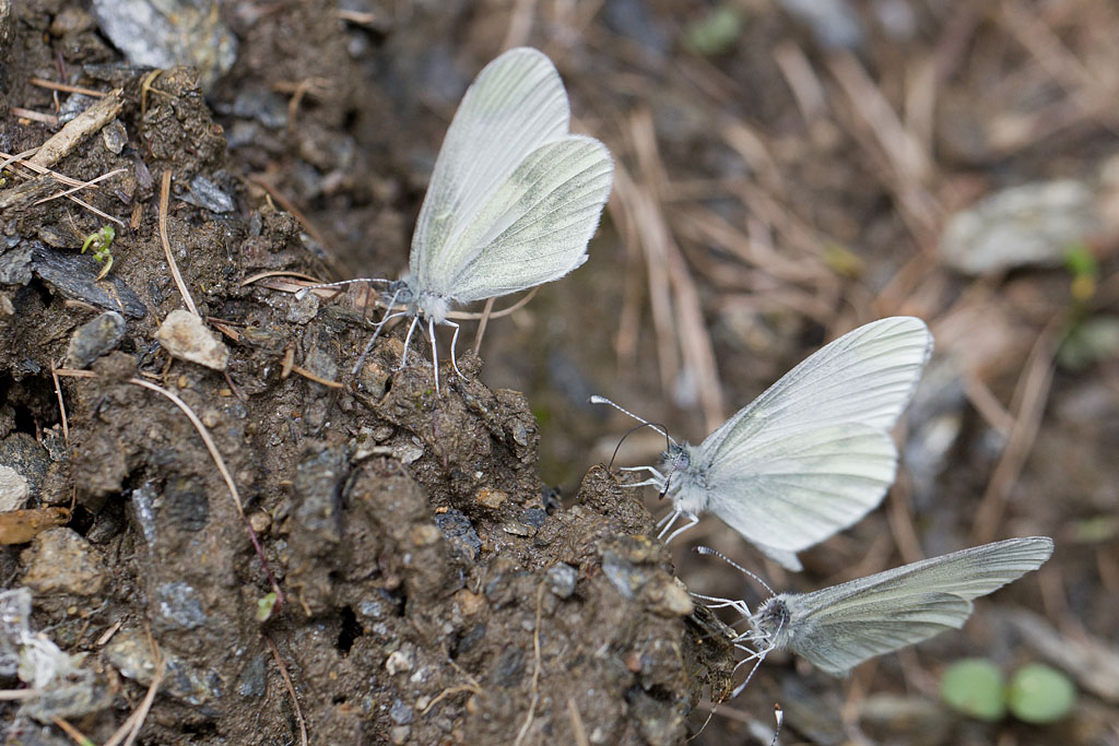 107 - Pieris mannii - La Piéride de l'Ibéride.jpg